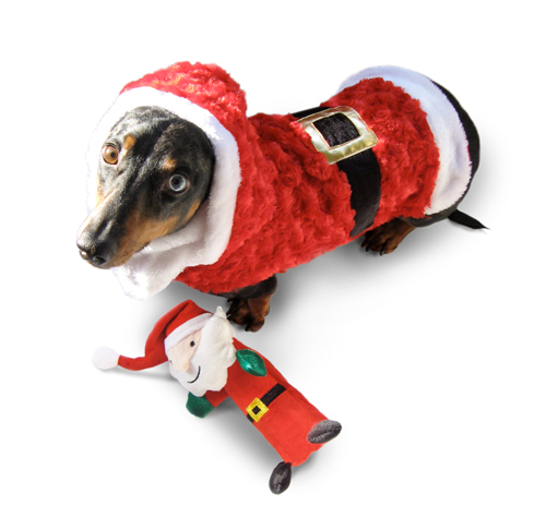 Small dog in Santa costume playing with a Santa toy